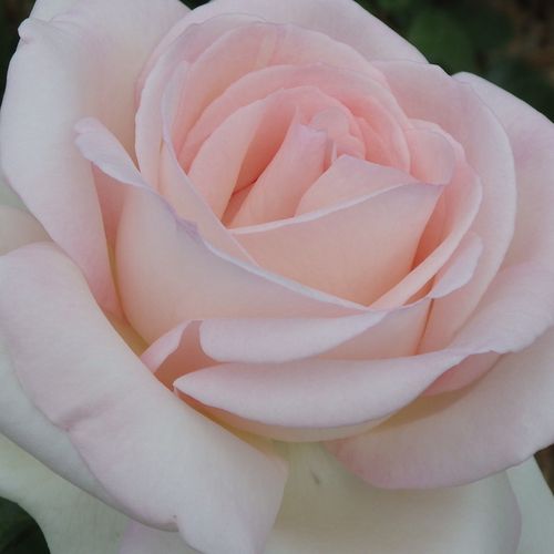 Rosa Prince Jardinier® - trandafir cu parfum intens - Trandafir copac cu trunchi înalt - cu flori teahibrid - roz - Alain Meilland - coroană dreaptă - ,-